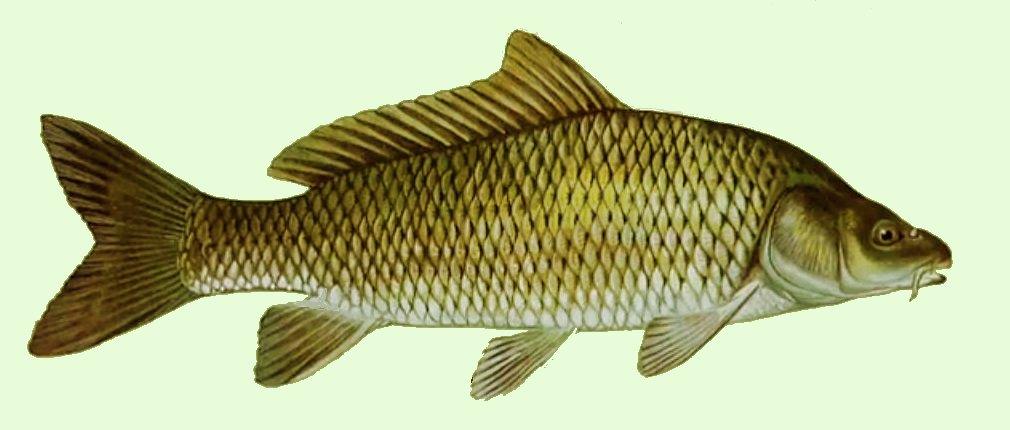 Continuare  - crapul.jpg